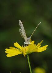 季夏　シジミチョウ