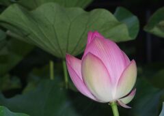 はつ夏　古代ハス