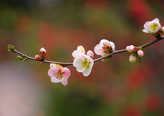 春を探して　ボケ　Ⅱ