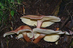 蝉時雨　キノコ