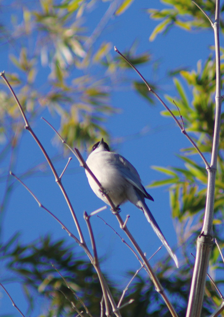 野鳥を追って　オナガ