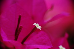 晩夏　ブーゲンビリア