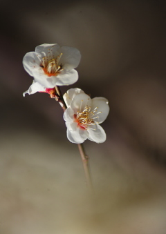 梅