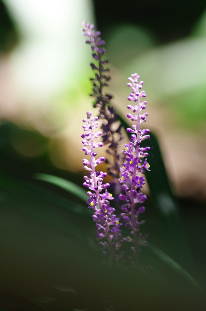 夏を探して　ヤブラン