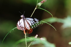 虫達を追って　マダラチョウ　Ⅱ