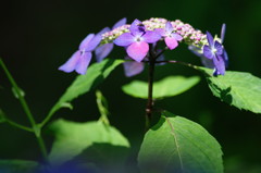 初夏を探して　アジサイ