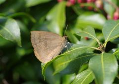 春光　ルリシジミ？　Ⅲ