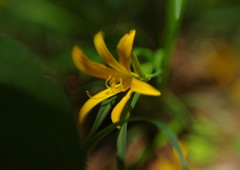 春色　ムサシノキスゲ