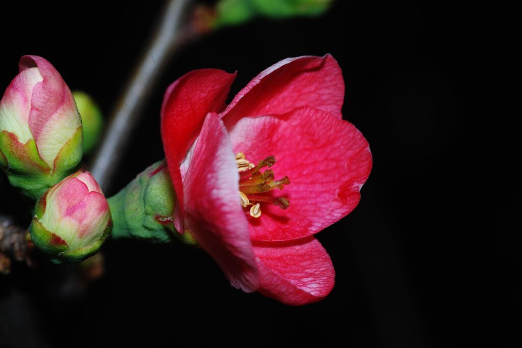 落日　木瓜　Ⅱ