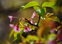 桜