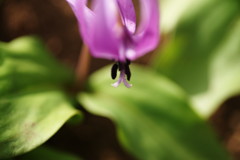 春を探して　カタクリ