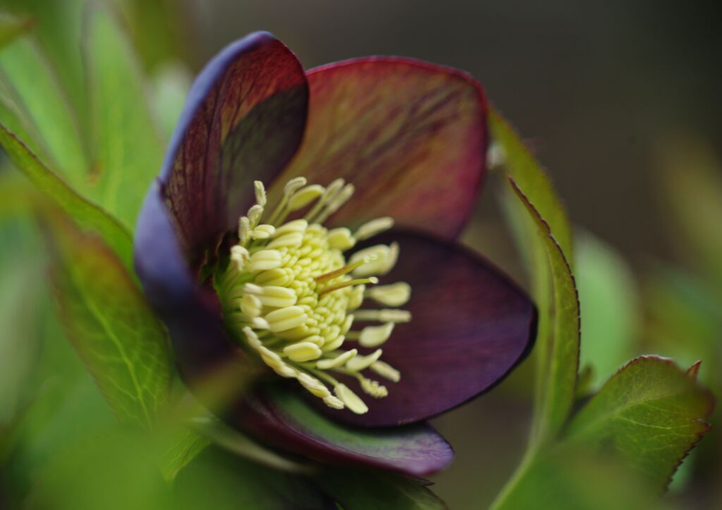 仲春　クリスマスローズ　Ⅱ