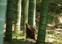 秋を探して　竹