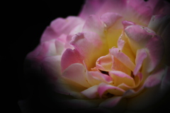 薔薇