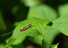 花と虫達　トノサマバッタ？