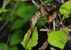 蝉時雨　トンボ　ⅡI