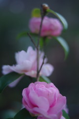 寒冷　サザンカ　