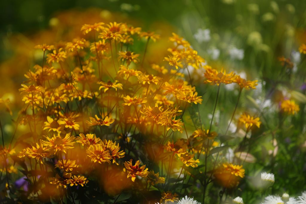 晩夏　？？？　Ⅱ