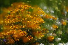 晩夏　？？？　Ⅱ