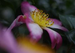 寒冷　サザンカ　Ⅱ