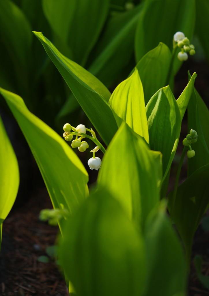 中春　スズラン　Ⅱ