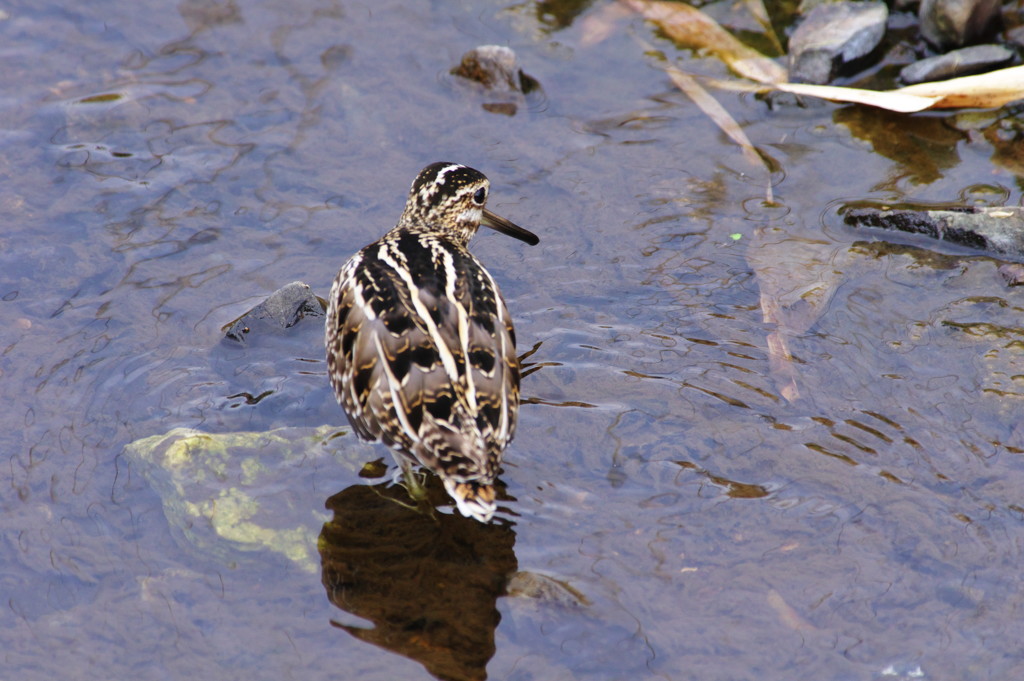 野鳥を探して　タシギ