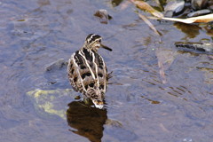 野鳥を探して　タシギ