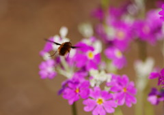 春爛漫　サクラソウ　Ⅱ