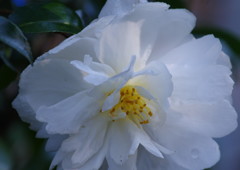 秋を探して　サザンカ