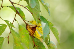 虫達を追って　ヒョウモンチョウ