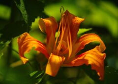 青楓　ノカンゾウ