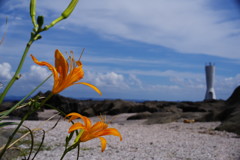 初秋　ハマカンゾウ　Ⅱ