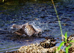 野鳥を探して　ノバト