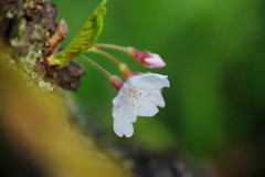 春を探して　桜