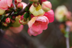 春を探して　ボケ