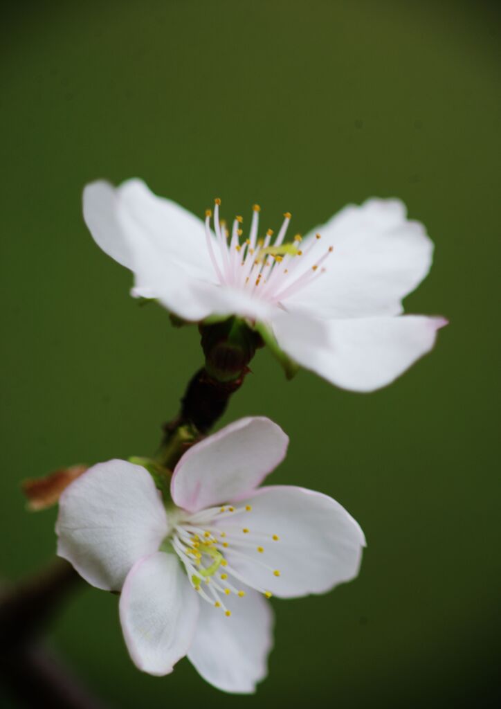 落日　四季桜