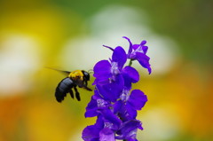 虫達を追って　クマバチ