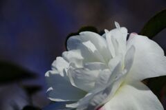 春燐　サザンカ