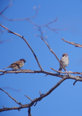 野鳥を追って　スズメ　Ⅱ