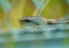 初夏を探して　アオダイショウ？