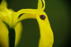 春の息吹　キショウブ 　？