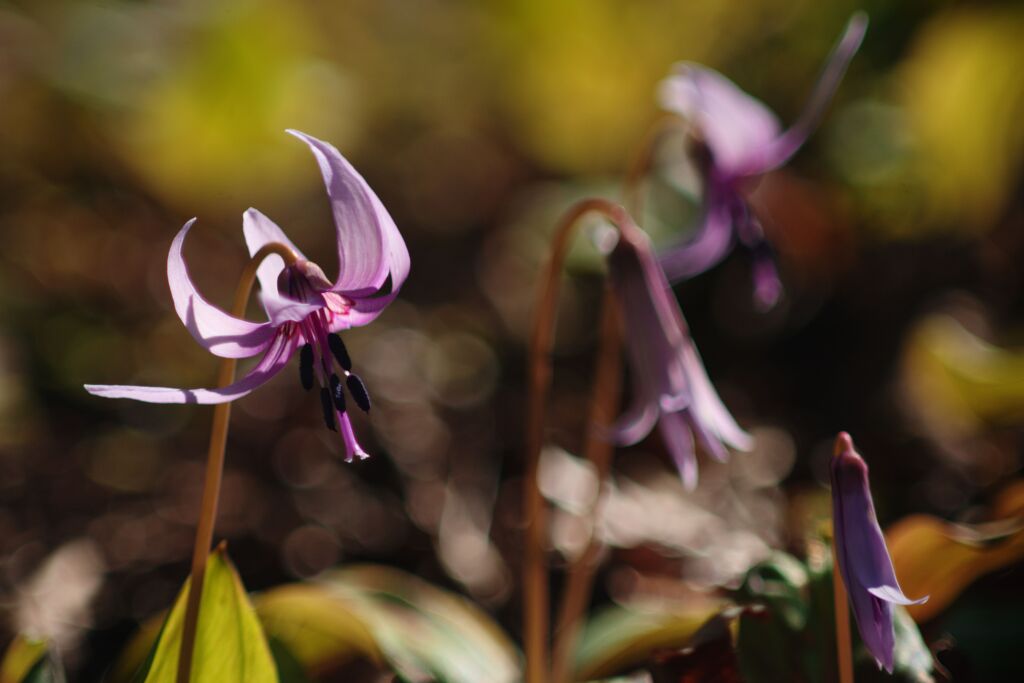 晩春　カタクリ