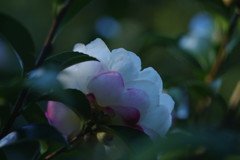 OLD LENS  サザンカ