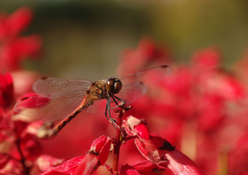 赤とんぼ