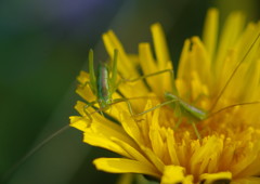 中春　バッタの赤ちゃん