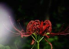 秋思　ヒガンバナ　Ⅱ