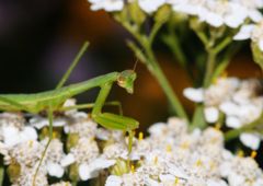 仲夏　カマキリ