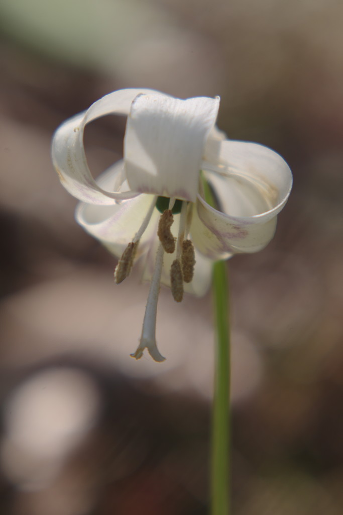 春暖　白花カタクリ