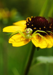 花と虫達　ハナグモ