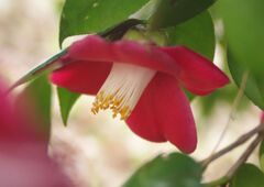 　花春　ヤブツバキ